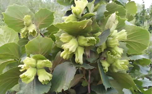 1761115249312099.png image.png